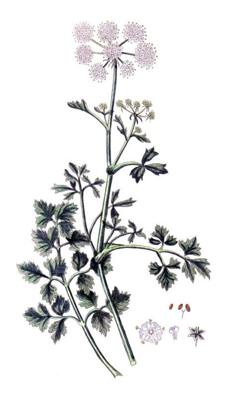 Bubon macedonicum