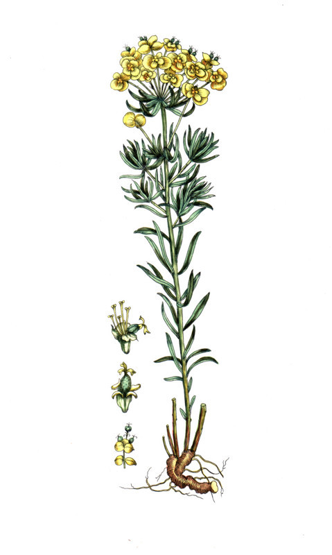 Euphorbia cyparissias