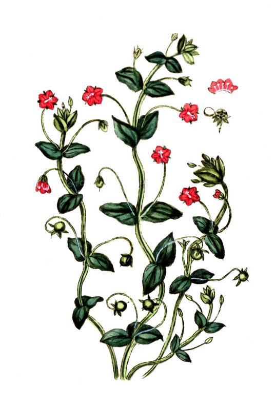 Amagallis arvensis