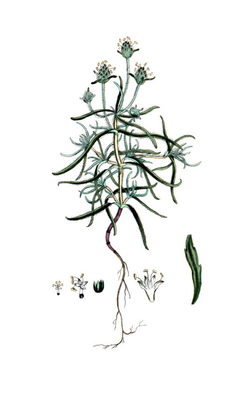 Plantago afra