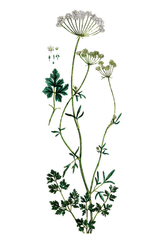 Apium petroselinum