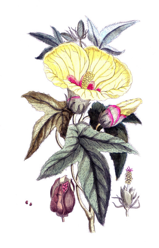 Orchis morio