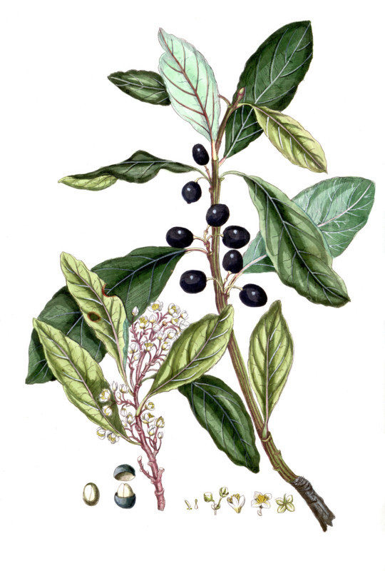 Laurus nobilis