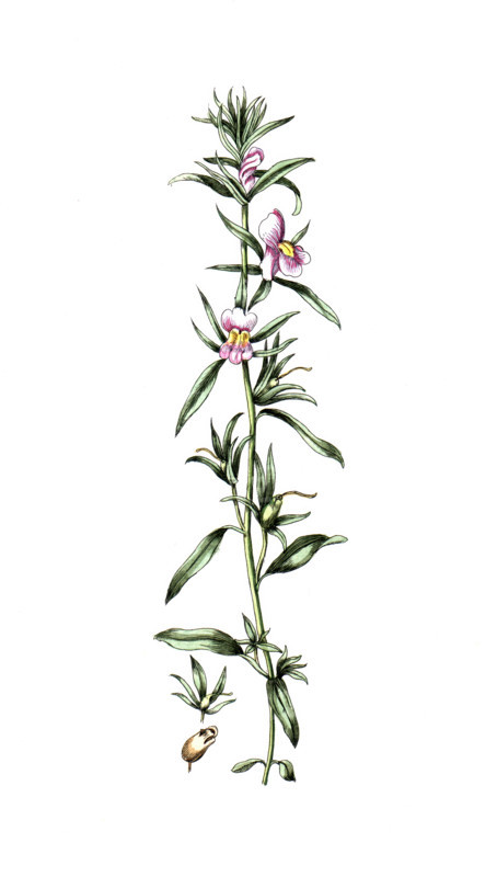 Anthirrinum orontium