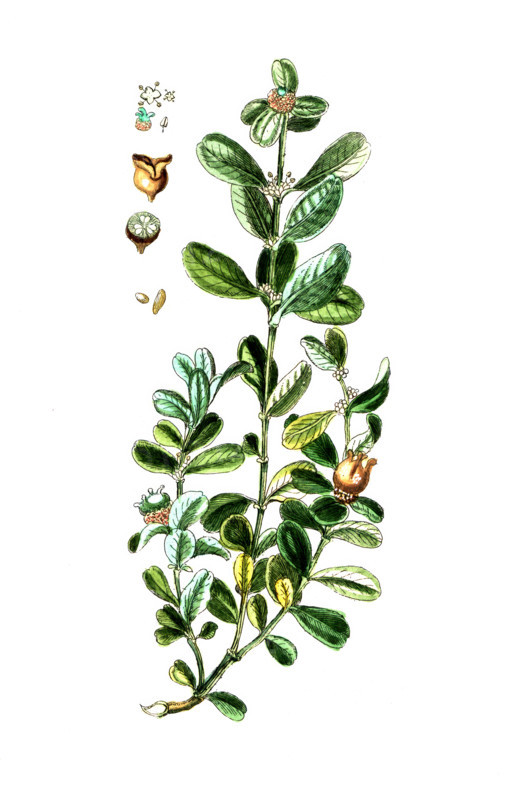 Buxus sempervirens