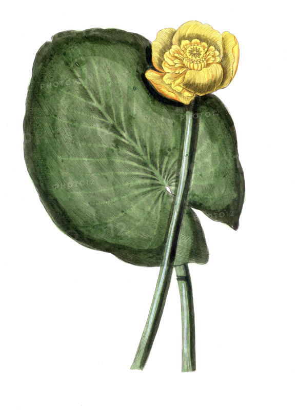 Nymphaea lutea