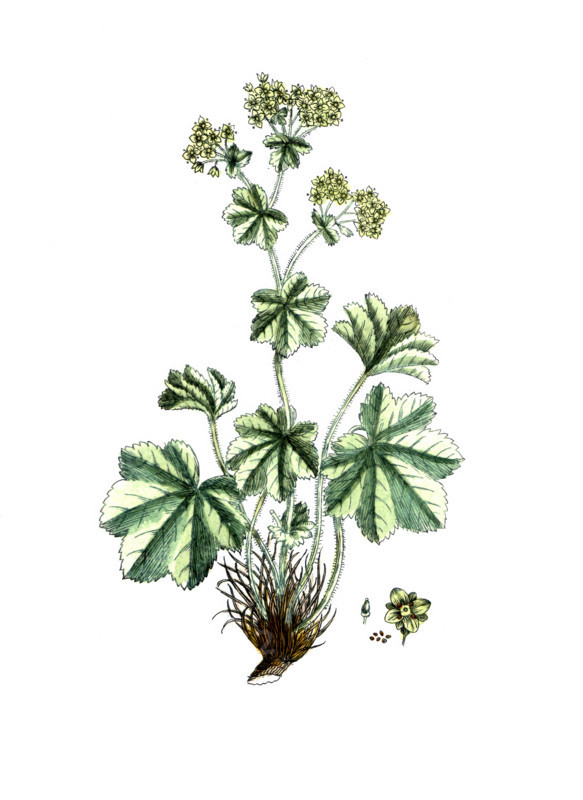 Alchemilla vulgaris