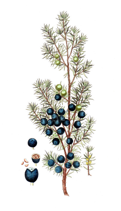 Juniperus thurifera