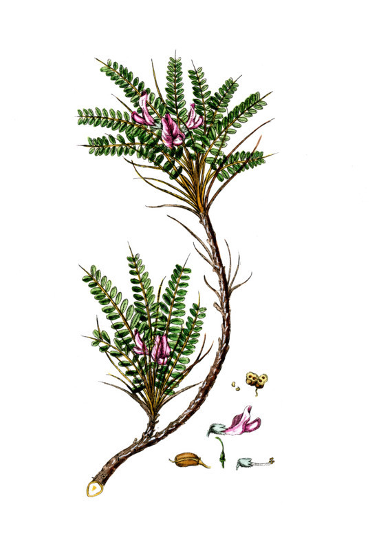 Astragalus tragacantha