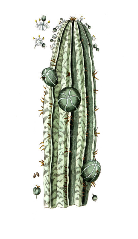 Euphorbia officinarum
