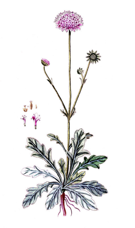 Scabiosa arvensis