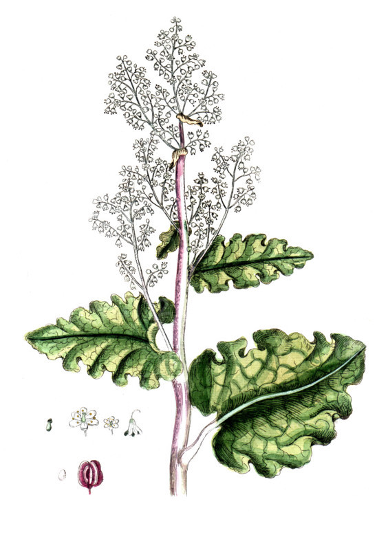Rheum rhabarbarum