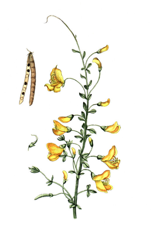 Spartium scoparium
