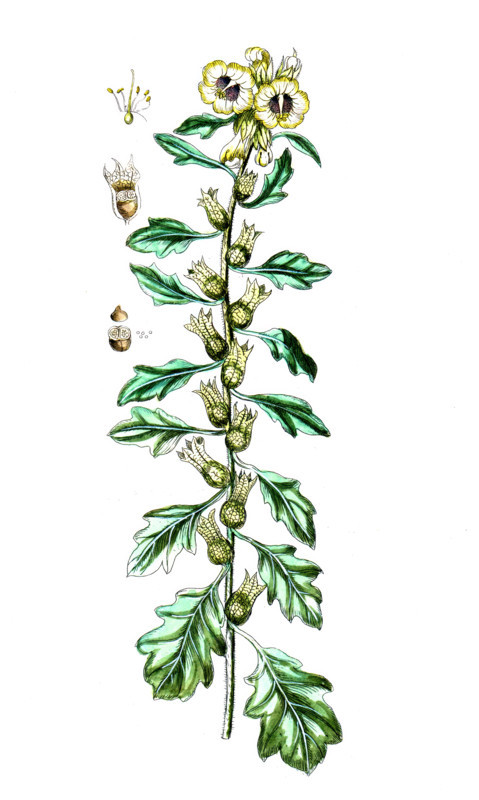 Spartium scoparium