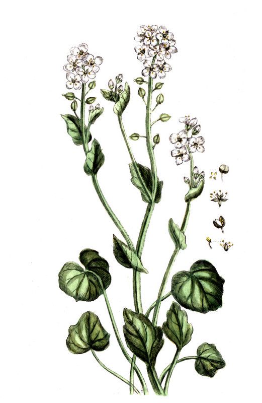 Cochlearia officinalis