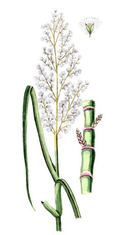Saccharum officinarum