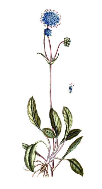 Centaurea scabiosa
