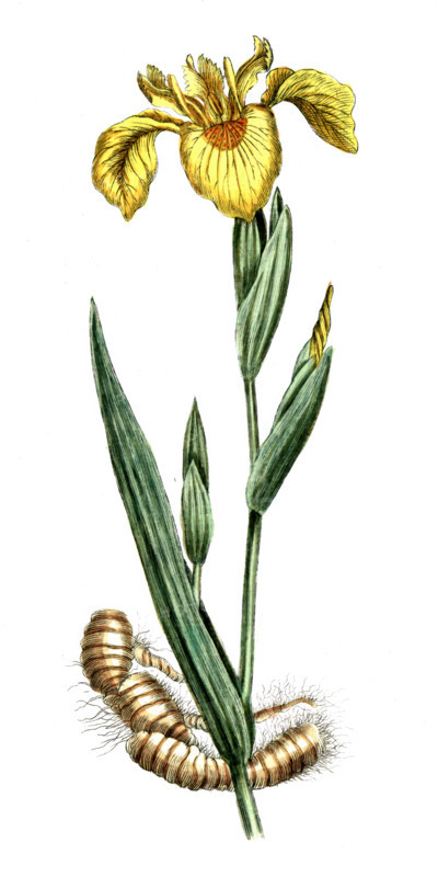 Iris pseudacorus