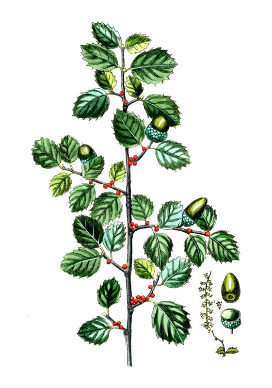Quercus coccifera