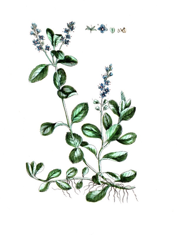 Veronica officinalis