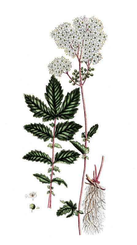 Spirea ulmaria