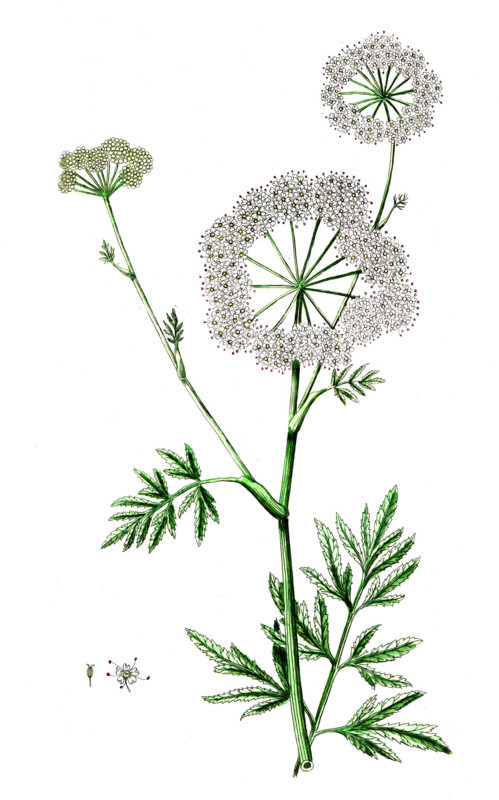 Cicuta vrosa