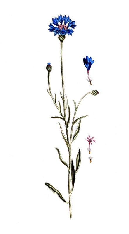 Centaurea cyanus