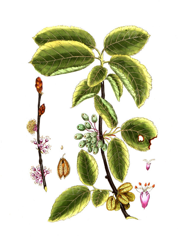 Ulmus campestris