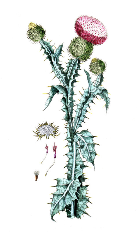 Onopordum acanthium