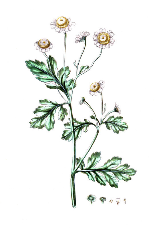 Matricaria parthenium