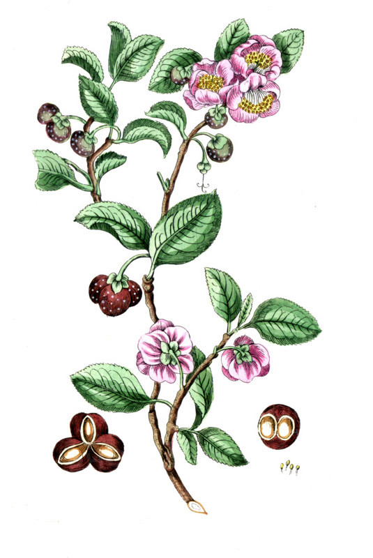 Tea plant