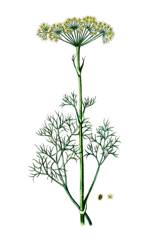 Peucedanum officinale