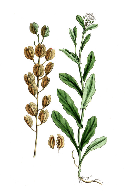 Thlaspi arvense