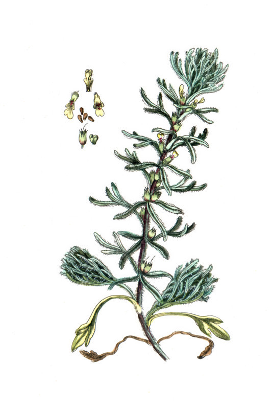 Teucrium chamaedrys