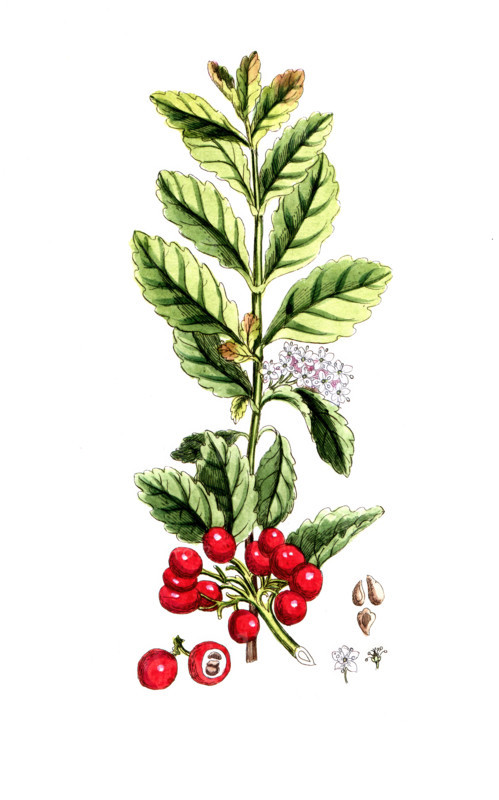Cassine peragua
