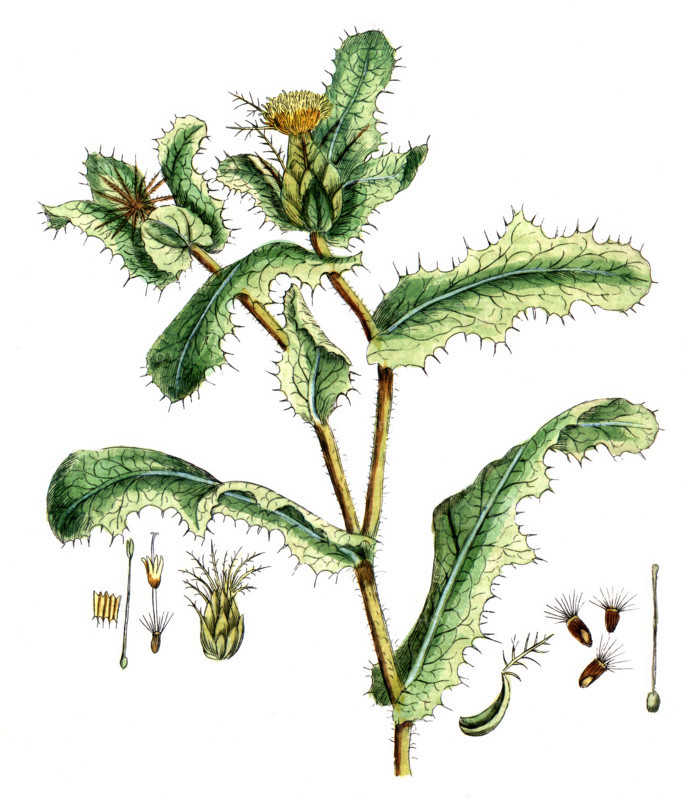 Centaurea benedicta
