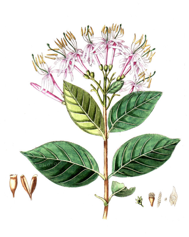 Cinchona montana
