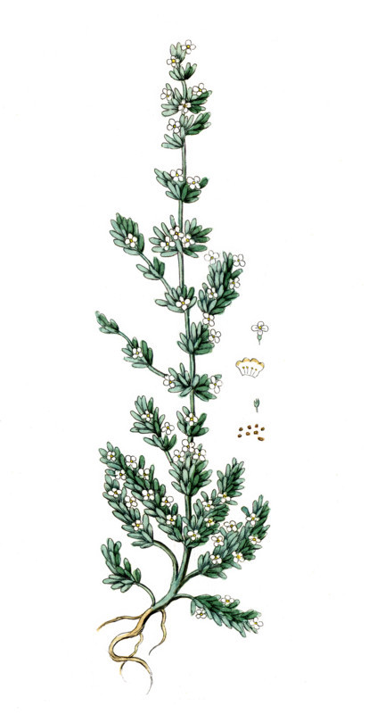Salsola sativa