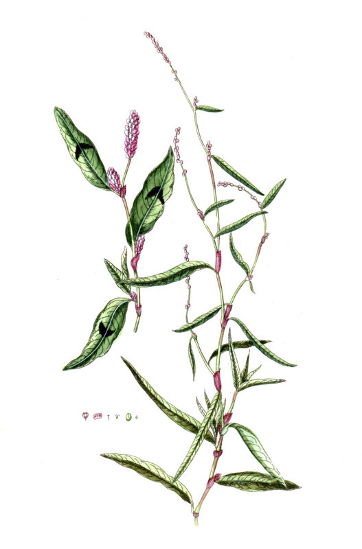 Polygonum hydropiper