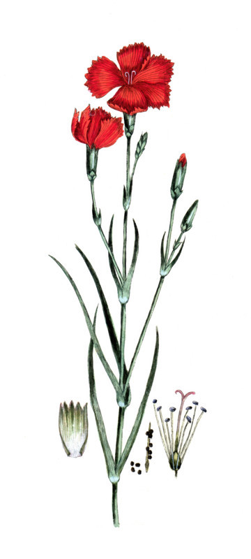 Dianthus caryophillus