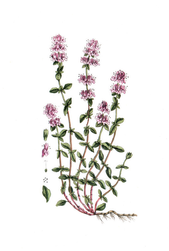 Thymus serpyllum