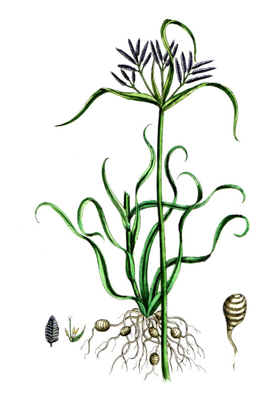 Cyperus rotundus