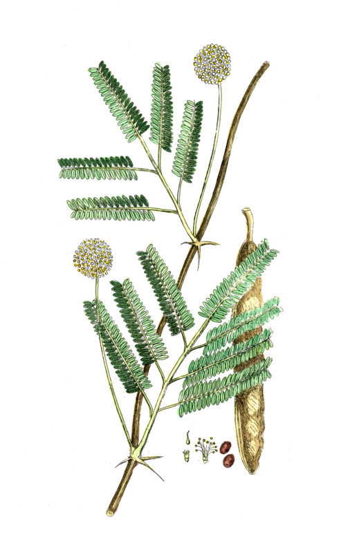 Mimosa senegal