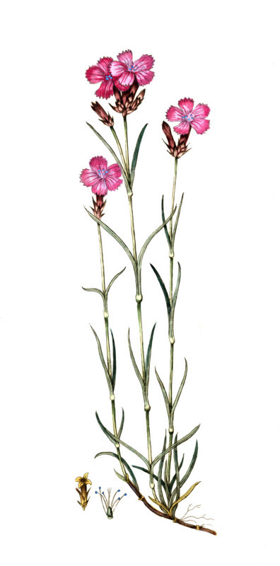 Dianthus carthusianorum