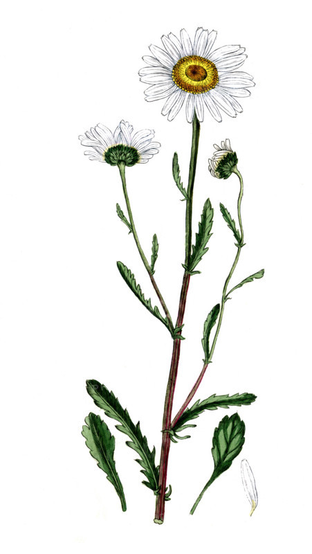 Chrysanthemun leucanthemum