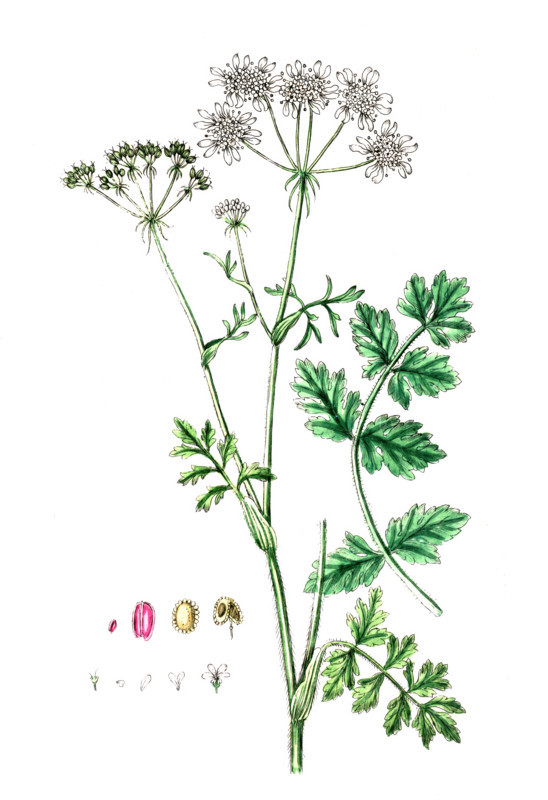 Tordylium officinale