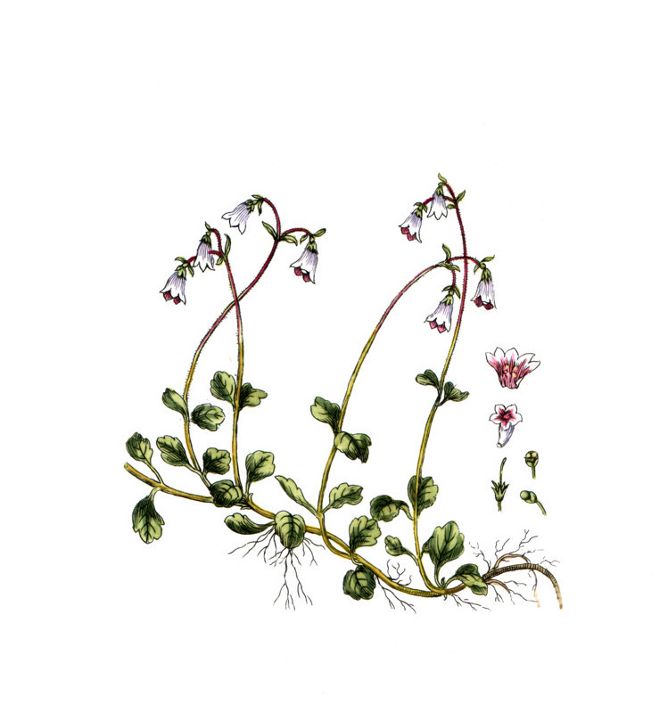 Linnea borealis