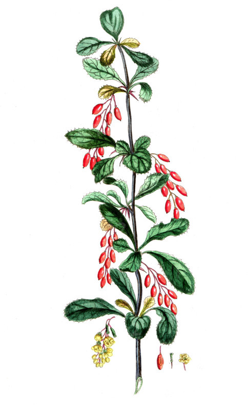 Linnea borealis