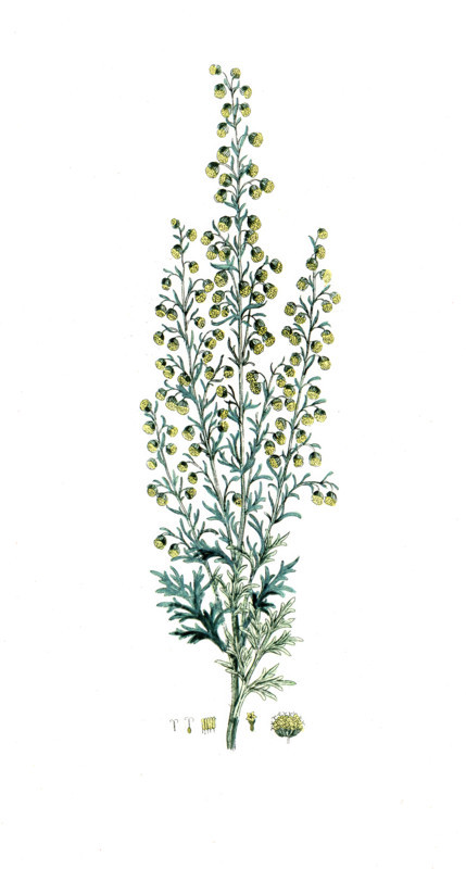 Artemisia pontica