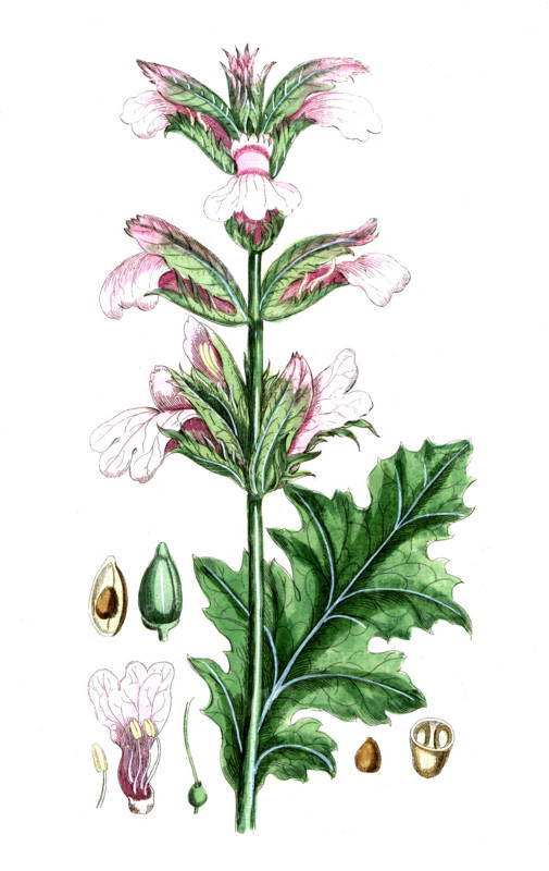 Mimosa nilotia